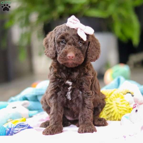 Bella, Mini Goldendoodle Puppy